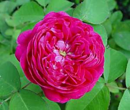 gallery_6005_3695_45522.jpg