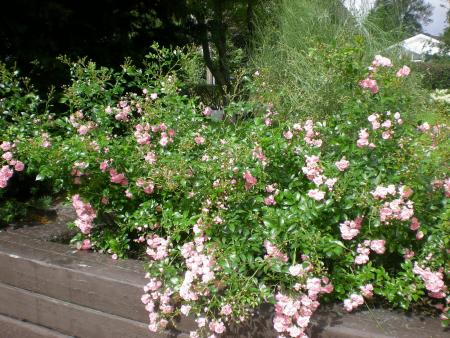 gallery_6005_4135_266846.jpg