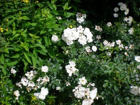 gallery_6005_4135_30237.jpg
