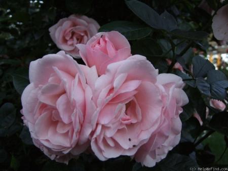 gallery_6005_4135_99626.jpg