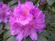 tn_gallery_22122_4141_43896.jpg