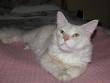 tn_gallery_352_1285_137272.jpg