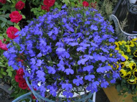 gallery_10406_538_456830.jpg