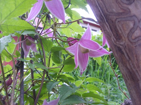 gallery_20526_3822_77505.jpg