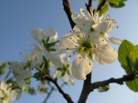 gallery_10406_538_5980.jpg