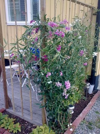 gallery_21017_4169_244663.jpg