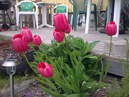 gallery_21017_4170_4866.jpg