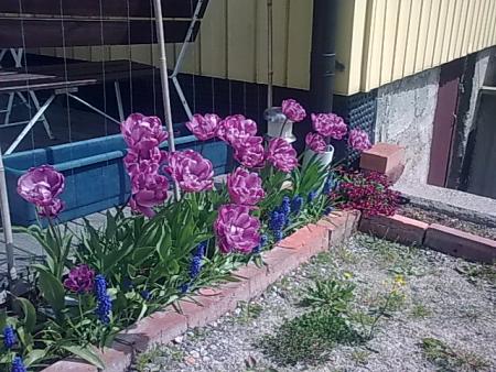 gallery_21017_4170_49717.jpg