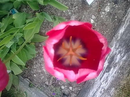 gallery_21017_4170_59584.jpg
