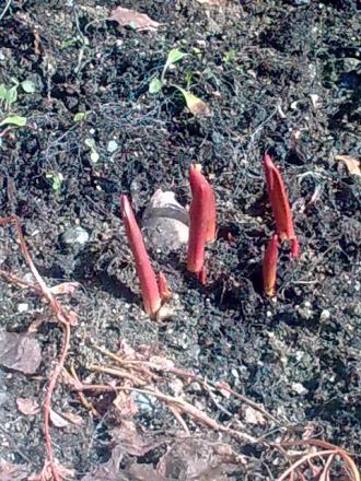 gallery_21017_4170_82595.jpg