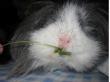 tn_gallery_2529_1144_43.jpg