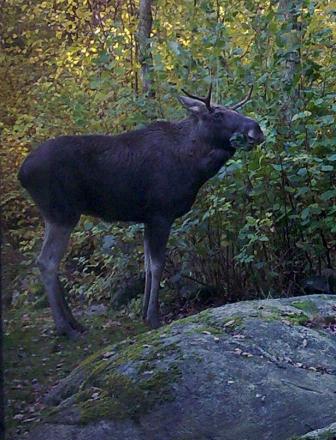 gallery_22122_4163_135488.jpg