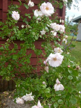 gallery_10191_1910_176310.jpg