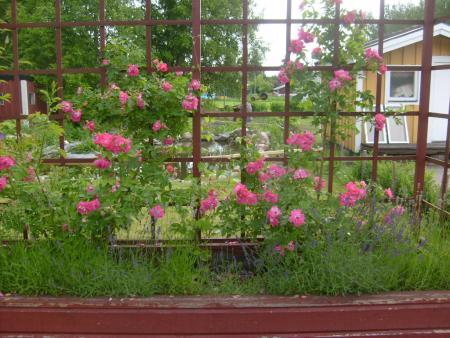 gallery_10191_1910_243228.jpg