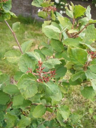 gallery_28344_4189_176437.jpg
