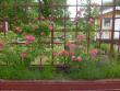 tn_gallery_10191_1910_243228.jpg
