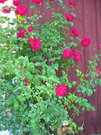 gallery_1028_4204_15917.jpg