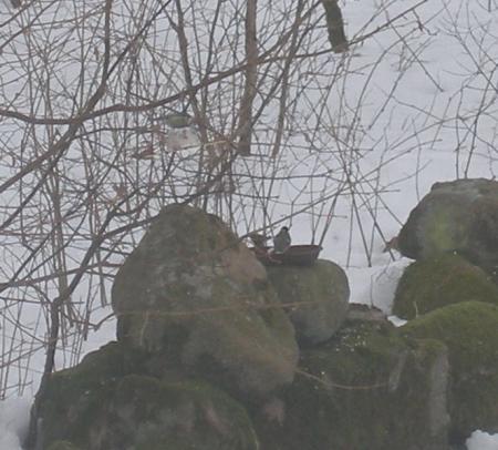 gallery_22122_4163_3708.jpg