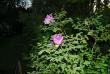 tn_gallery_1028_4204_114.jpg