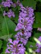tn_gallery_1028_4204_27944.jpg