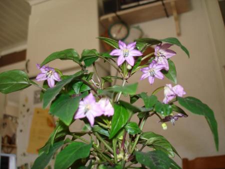 gallery_27171_4057_107466.jpg