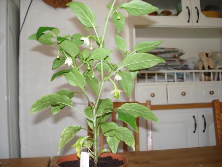 gallery_27171_4057_122281.jpg