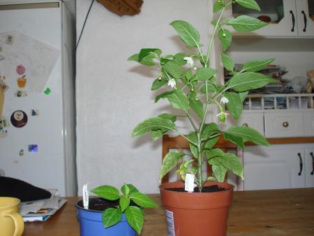gallery_27171_4057_140714.jpg