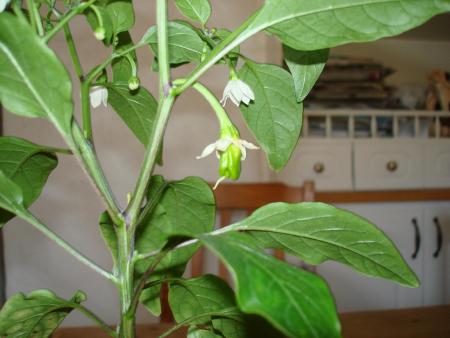gallery_27171_4057_141029.jpg