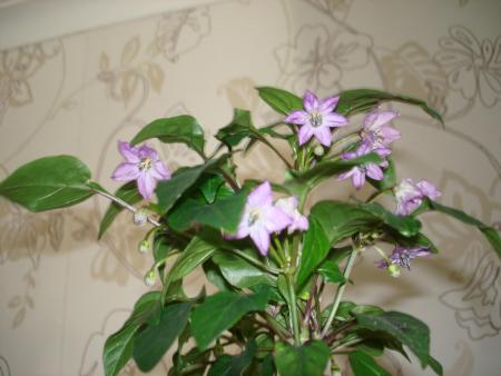 gallery_27171_4057_39541.jpg