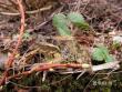 tn_gallery_1786_1878_13367.jpg