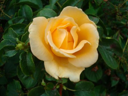 gallery_12789_4210_58427.jpg