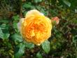 tn_gallery_12789_4210_77286.jpg