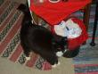 tn_gallery_22761_4191_178774.jpg