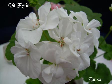 gallery_17285_4219_17744.jpg