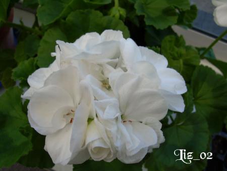 gallery_17285_4219_20915.jpg
