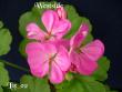 tn_gallery_17285_4219_22504.jpg