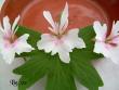tn_gallery_17285_4219_35261.jpg
