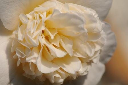 gallery_1090_4188_36183.jpg