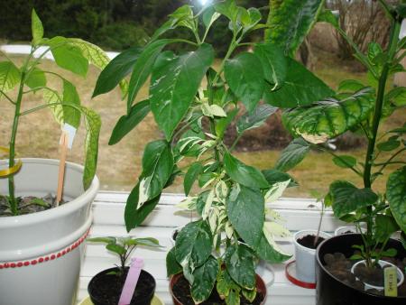 gallery_27171_4057_251014.jpg