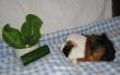 tn_gallery_2529_1144_13716.jpg