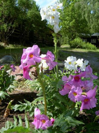 gallery_21198_4240_70758.jpg