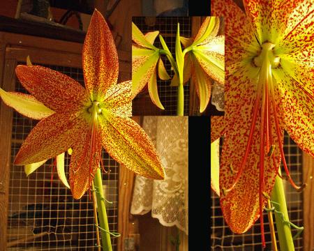 gallery_22028_4237_16342.jpg