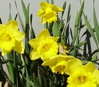gallery_19305_3303_10294.jpg