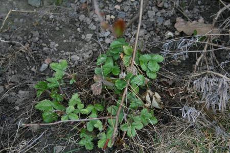 gallery_29547_4244_95153.jpg