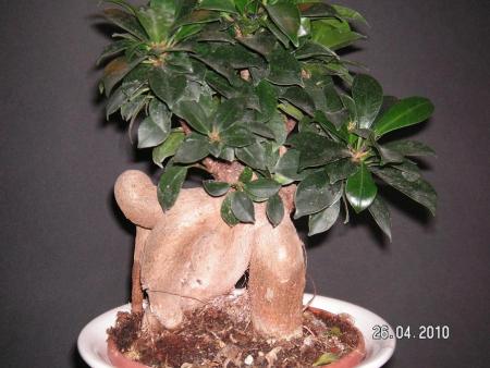gallery_4958_620_37055.jpg
