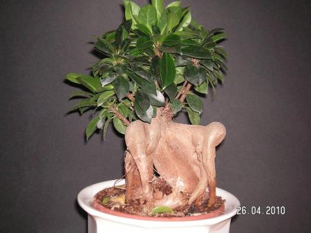 gallery_4958_620_64055.jpg
