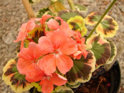 gallery_29629_4245_34199.jpg