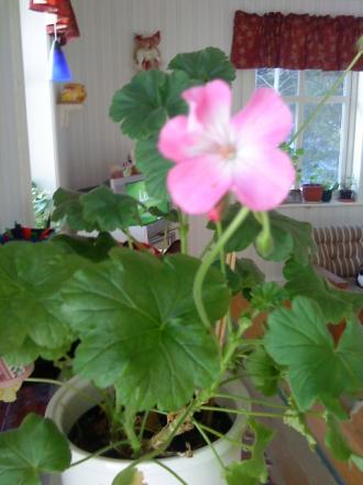 gallery_29629_4245_46742.jpg