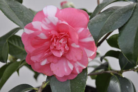 gallery_25358_4256_7059.jpg