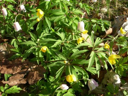 gallery_16329_4230_295052.jpg